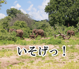 Wild elephant (South Africa) sticker #14594532