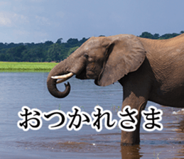 Wild elephant (South Africa) sticker #14594533