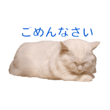 White long haired Cat Sticker sticker #14594993