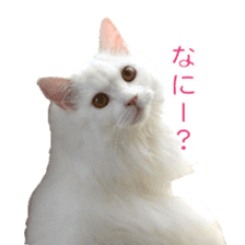 White long haired Cat Sticker sticker #14595010