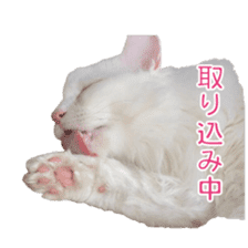 White long haired Cat Sticker sticker #14595015