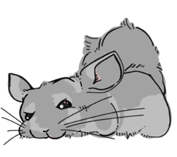 myCHINCHILLA sticker #14595047