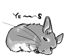 myCHINCHILLA sticker #14595052