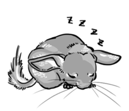 myCHINCHILLA sticker #14595054