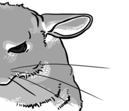 myCHINCHILLA sticker #14595058
