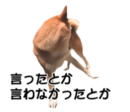A-chan of Shibainu 6(indecision) sticker #14595186