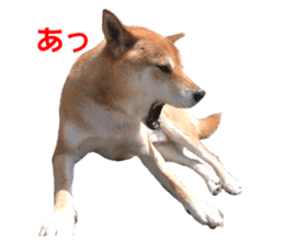 A-chan of Shibainu 6(indecision) sticker #14595189