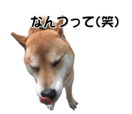 A-chan of Shibainu 6(indecision) sticker #14595191