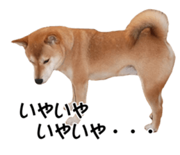 A-chan of Shibainu 6(indecision) sticker #14595192