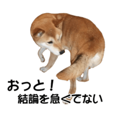 A-chan of Shibainu 6(indecision) sticker #14595194