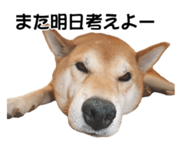 A-chan of Shibainu 6(indecision) sticker #14595195