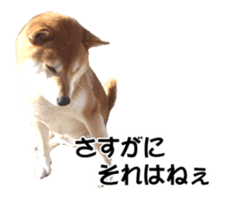 A-chan of Shibainu 6(indecision) sticker #14595197