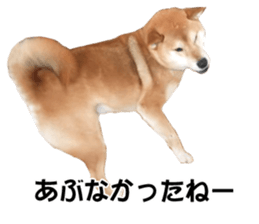 A-chan of Shibainu 6(indecision) sticker #14595198