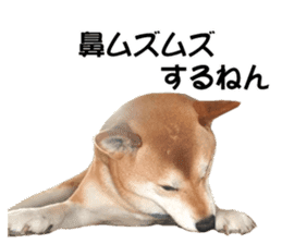A-chan of Shibainu 6(indecision) sticker #14595203