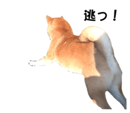 A-chan of Shibainu 6(indecision) sticker #14595208