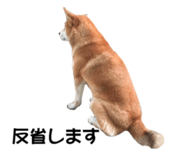 A-chan of Shibainu 6(indecision) sticker #14595210