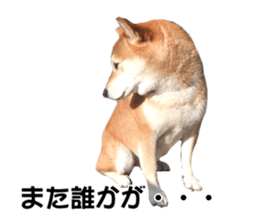 A-chan of Shibainu 6(indecision) sticker #14595212