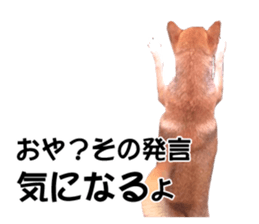 A-chan of Shibainu 7(Master detective) sticker #14597038