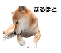 A-chan of Shibainu 7(Master detective) sticker #14597039