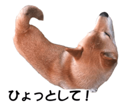 A-chan of Shibainu 7(Master detective) sticker #14597040