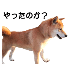 A-chan of Shibainu 7(Master detective) sticker #14597041