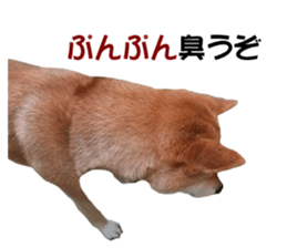 A-chan of Shibainu 7(Master detective) sticker #14597042