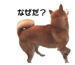A-chan of Shibainu 7(Master detective) sticker #14597044