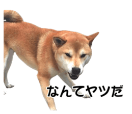 A-chan of Shibainu 7(Master detective) sticker #14597045