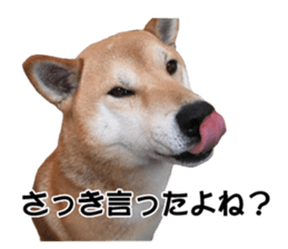 A-chan of Shibainu 7(Master detective) sticker #14597046