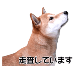 A-chan of Shibainu 7(Master detective) sticker #14597047