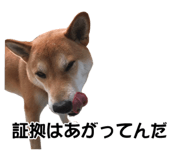 A-chan of Shibainu 7(Master detective) sticker #14597048