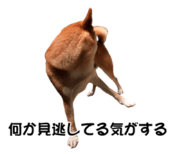 A-chan of Shibainu 7(Master detective) sticker #14597049