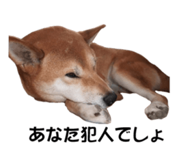 A-chan of Shibainu 7(Master detective) sticker #14597050