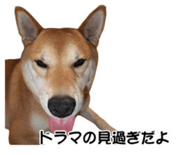 A-chan of Shibainu 7(Master detective) sticker #14597051