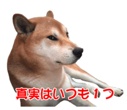 A-chan of Shibainu 7(Master detective) sticker #14597052