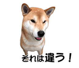 A-chan of Shibainu 7(Master detective) sticker #14597053
