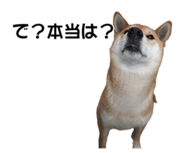 A-chan of Shibainu 7(Master detective) sticker #14597054