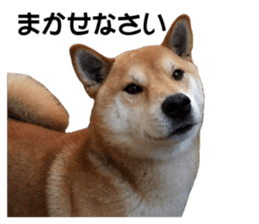 A-chan of Shibainu 7(Master detective) sticker #14597055