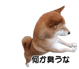 A-chan of Shibainu 7(Master detective) sticker #14597056