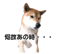 A-chan of Shibainu 7(Master detective) sticker #14597057