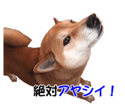 A-chan of Shibainu 7(Master detective) sticker #14597058