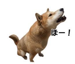 A-chan of Shibainu 7(Master detective) sticker #14597059
