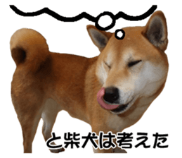 A-chan of Shibainu 7(Master detective) sticker #14597060