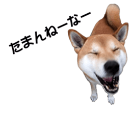 A-chan of Shibainu 7(Master detective) sticker #14597061