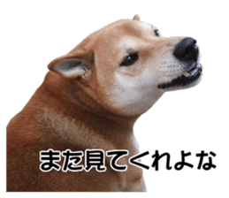 A-chan of Shibainu 7(Master detective) sticker #14597062