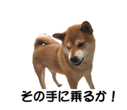 A-chan of Shibainu 7(Master detective) sticker #14597063