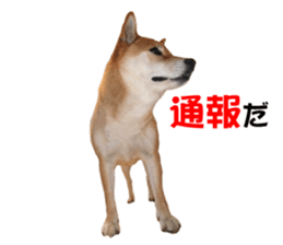 A-chan of Shibainu 7(Master detective) sticker #14597064