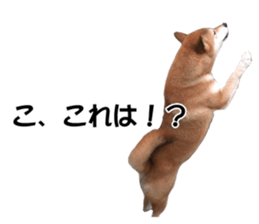 A-chan of Shibainu 7(Master detective) sticker #14597065