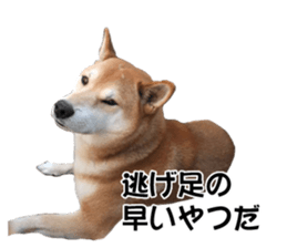 A-chan of Shibainu 7(Master detective) sticker #14597066