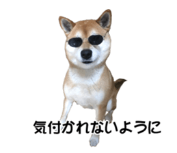 A-chan of Shibainu 7(Master detective) sticker #14597068